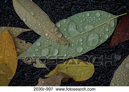 leaves, autumn, dew, nature, droplets, Autumn details View Large Photo Image Stock Photo - leaves, autumn, dew, nature, droplets, Autumn details. Fotosearch