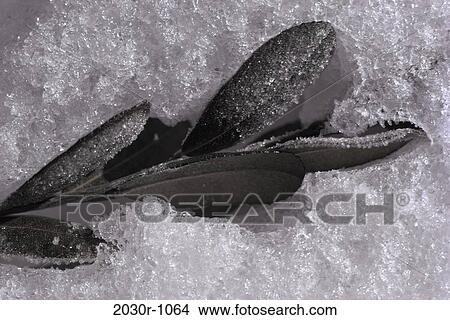 Picture - leaves, black, ice, winter, nature, season, Winter details. Fotosearch