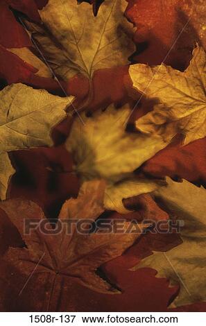 , leaves, blur, autumn, covering, nature, covered View Large Photo Image Stock Photo - , leaves, blur, autumn, covering, nature, covered. Fotosearch