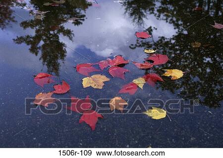 Stock Photo - leaves, floating, water, autumn, nature, puddle. Fotosearch