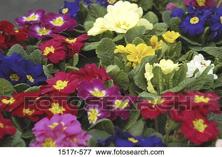 , leaves, small, assorted, flowers View Large Photo Image Stock Photo - , leaves, small, assorted, flowers. Fotosearch