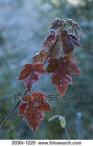 Stock Image - leaves, winter, frost, maple, nature, detail. Fotosearch