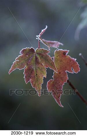 leaves, winter, frost, maple, nature, detail View Large Photo Image Stock Photo - leaves, winter, frost, maple, nature, detail. Fotosearch