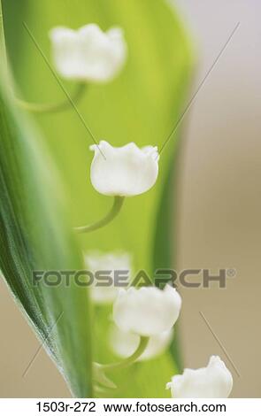 Lily of the Valley View Large Photo Image Stock Image - Lily of the Valley. Fotosearch