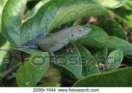 Lizard View Large Photo Image Picture - Lizard. Fotosearch