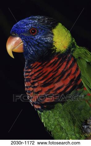 Lorikeet View Large Photo Image Stock Image - Lorikeet. Fotosearch