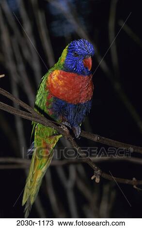 Lorikeet View Large Photo Image Stock Image - Lorikeet. Fotosearch