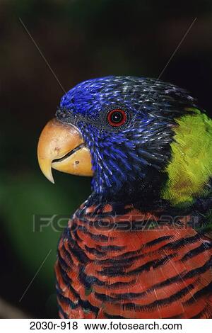 Lorikeet View Large Photo Image Stock Photo - Lorikeet. Fotosearch