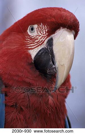Macaw View Large Photo Image Stock Image - Macaw. Fotosearch