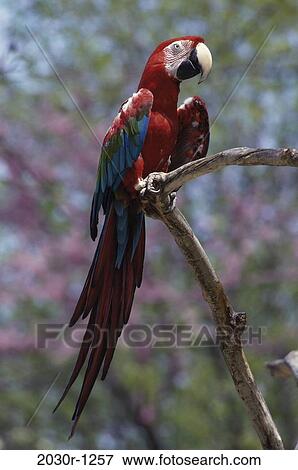 Macaw View Large Photo Image Stock Photo - Macaw. Fotosearch