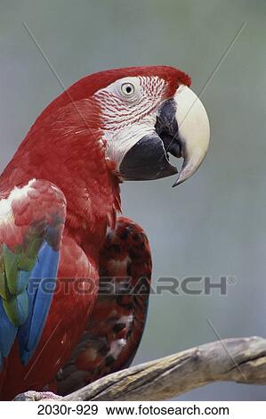 Macaw View Large Photo Image Stock Photo - Macaw. Fotosearch