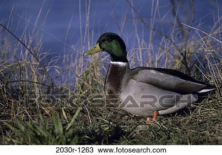 Male Mallard View Large Photo Image Stock Image - Male Mallard. Fotosearch