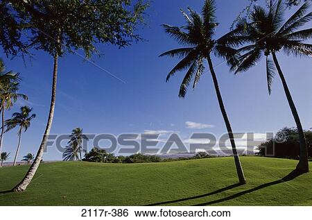 Mauna Kea Golf Course, Hawaii, USA View Large Photo Image Stock Photograph - Mauna Kea Golf Course, Hawaii, USA. Fotosearch