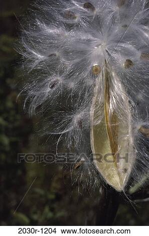 Picture - Milkweed. Fotosearch