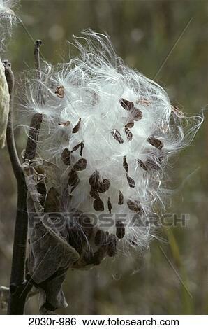 Stock Photograph - Milkweed. Fotosearch