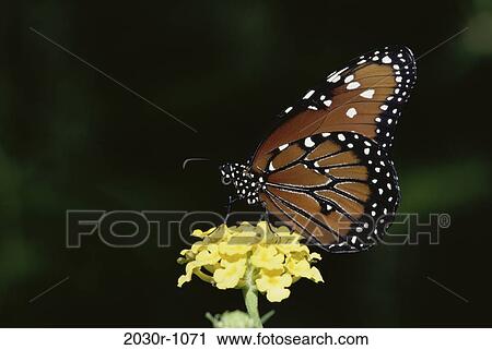 Monarch Butterfly View Large Photo Image Stock Image - Monarch Butterfly. Fotosearch