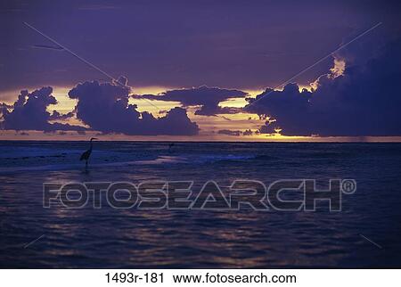 Stock Image - morning, clouds, ocean, bird, dusk, evening. Fotosearch