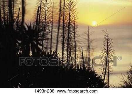 morning, dusk, evening, sunset, lake, calm View Large Photo Image Stock Photo - morning, dusk, evening, sunset, lake, calm. Fotosearch