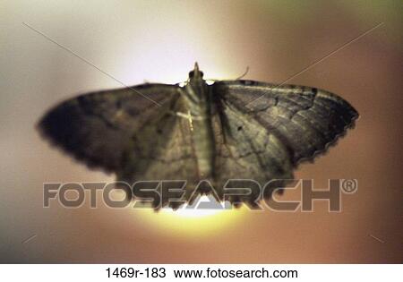 Moth View Large Photo Image Stock Image - Moth. Fotosearch