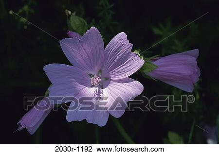 Musk Mallow View Large Photo Image Stock Image - Musk Mallow. Fotosearch
