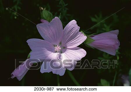 Musk Mallow View Large Photo Image Stock Photo - Musk Mallow. Fotosearch