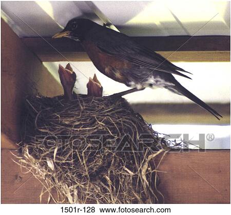 Stock Photo - nest, birds, animals, feeding, hungry. Fotosearch
