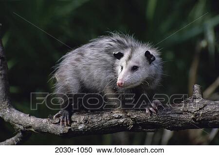 Opossum View Large Photo Image Stock Image - Opossum. Fotosearch