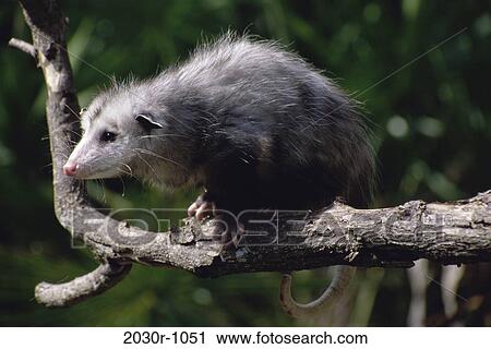 Opossum View Large Photo Image Stock Image - Opossum. Fotosearch