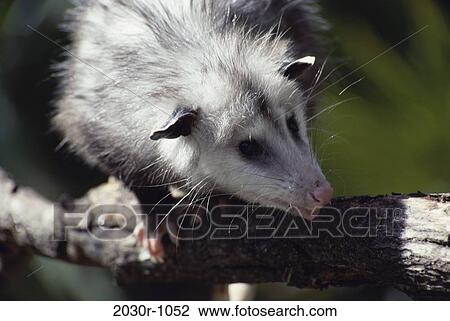 Opossum View Large Photo Image Stock Image - Opossum. Fotosearch