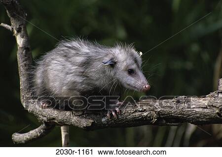 Opossum View Large Photo Image Stock Image - Opossum. Fotosearch