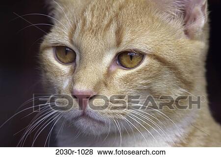 orange, cat, pet, indoors, headshot, mammal, Cats various View Large Photo Image Stock Photo - orange, cat, pet, indoors, headshot, mammal, Cats various. Fotosearch