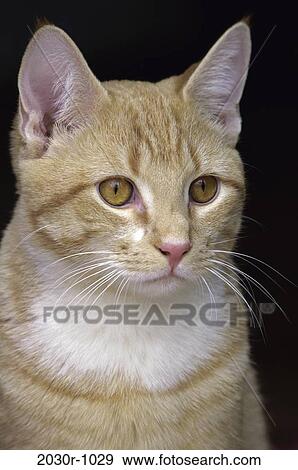 orange, cat, pet, indoors, headshot, mammal, Cats various View Large Photo Image Stock Photo - orange, cat, pet, indoors, headshot, mammal, Cats various. Fotosearch