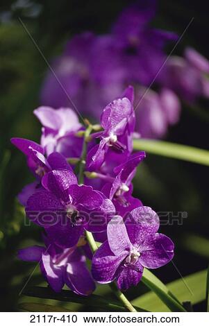 Orchids View Large Photo Image Stock Image - Orchids. Fotosearch