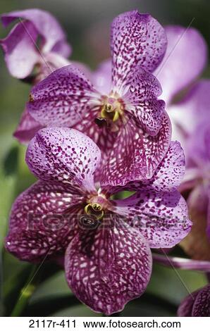 Orchids View Large Photo Image Stock Image - Orchids. Fotosearch