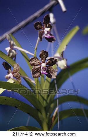 Orchids View Large Photo Image Stock Image - Orchids. Fotosearch
