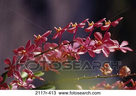 Orchids View Large Photo Image Stock Image - Orchids. Fotosearch