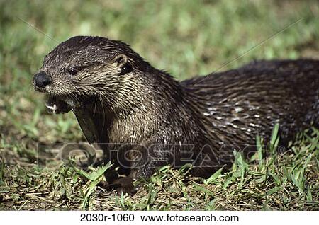 Otter View Large Photo Image Stock Image - Otter. Fotosearch