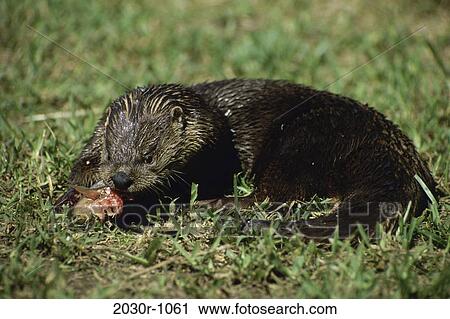 Otter View Large Photo Image Stock Image - Otter. Fotosearch