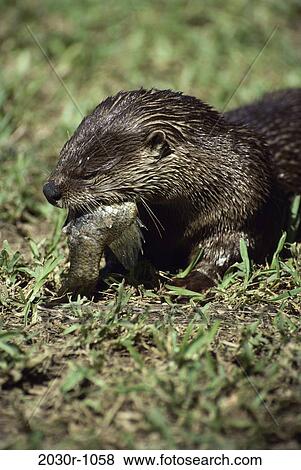 Otter View Large Photo Image Stock Photo - Otter. Fotosearch