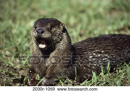 Otter View Large Photo Image Stock Photo - Otter. Fotosearch
