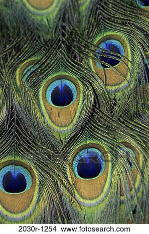 , peacock, eyes, bird, animal, plumage View Large Photo Image Picture - , peacock, eyes, bird, animal, plumage. Fotosearch