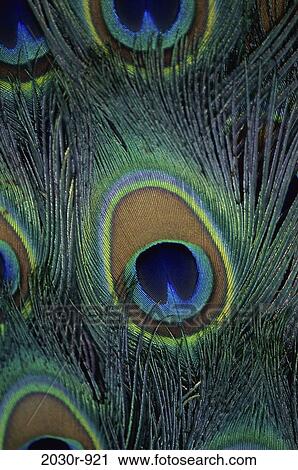 Peacock Feathers View Large Photo Image Stock Image - Peacock Feathers. Fotosearch