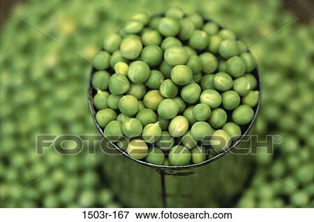 Peas View Large Photo Image Stock Photo - Peas. Fotosearch