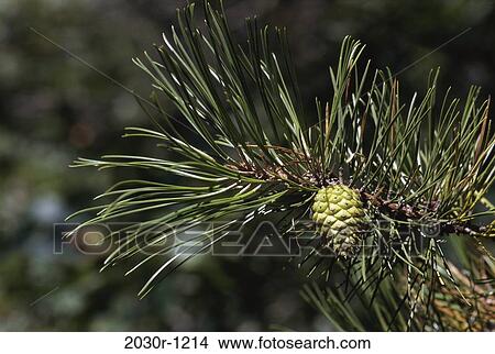 Pine Cone View Large Photo Image Picture - Pine Cone. Fotosearch