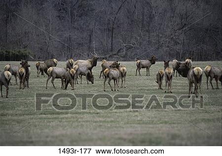 Stock Photo - plains, herd, mammals, trees, grazing, animals. Fotosearch