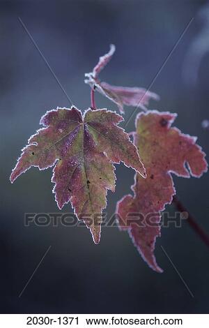 Stock Image - plant, leaves, autumn, nature, detail, growth. Fotosearch