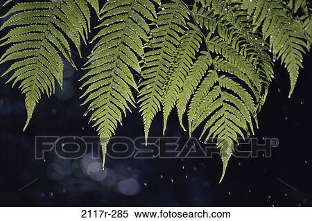 plant, leaves, green, hanging, rain, fern View Large Photo Image Stock Photography - plant, leaves, green, hanging, rain, fern. Fotosearch