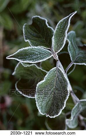 Stock Image - plant, leaves, winter, frost, nature, detail. Fotosearch