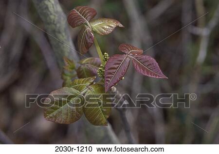 Poison Ivy View Large Photo Image Stock Image - Poison Ivy. Fotosearch