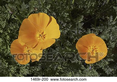 Poppies View Large Photo Image Stock Image - Poppies. Fotosearch